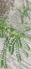 Phyllanthus urinaria