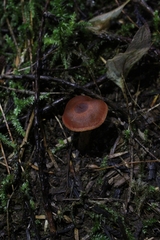 Cortinarius smithii