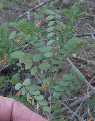 Coursetia glandulosa