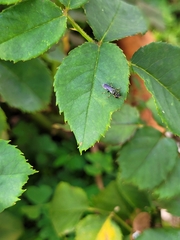 Hymenoptera