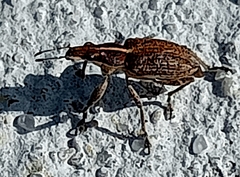 Charagmus gressorius