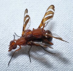Tritoxa incurva