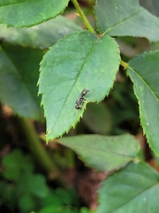 Hymenoptera