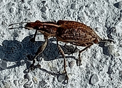 Charagmus gressorius