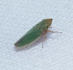 Draeculacephala balli