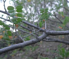 Coursetia glandulosa