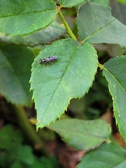 Hymenoptera