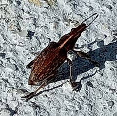 Charagmus gressorius