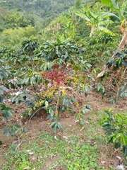 Coffea