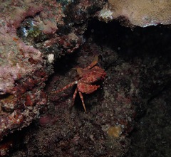 Goniosupradens hawaiensis