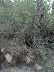 Coursetia glandulosa