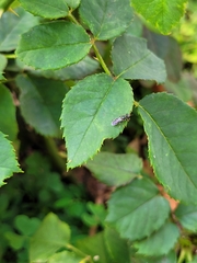 Hymenoptera
