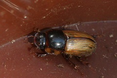 Bodilopsis sordida