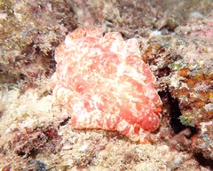 Hexabranchus