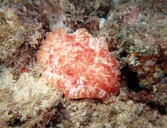 Hexabranchus