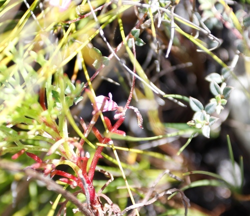 Image of Indigofera sarmentosa by (c) Tony Rebelo, some rights reserved (CC BY-SA)