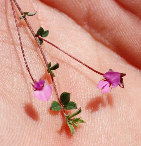 Image of Indigofera sarmentosa by (c) Tony Rebelo, some rights reserved (CC BY-SA)