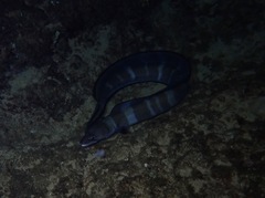 Conger marginatus