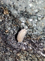 Trichoniscidae
