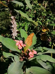Dryas iulia moderata