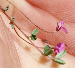 Indigofera sarmentosa