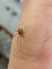 Steatoda triangulosa