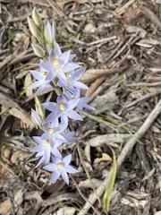 Thelymitra megcalyptra