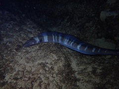 Conger marginatus