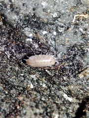 Trichoniscidae