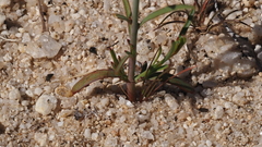 Stillingia linearifolia