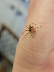 Steatoda triangulosa