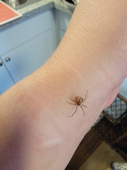 Steatoda triangulosa