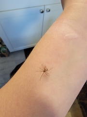 Steatoda triangulosa