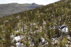 Thesium euphorbioides