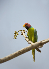 Psittacula cyanocephala