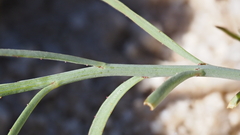 Stillingia linearifolia