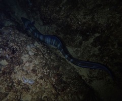 Conger marginatus