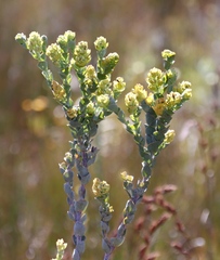 Thesium euphorbioides