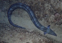 Conger marginatus