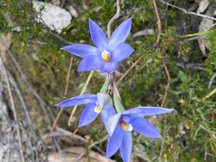 Thelymitra megcalyptra