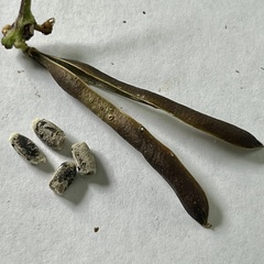Strophostyles helvola