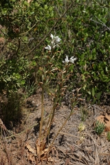 Chloraea multiflora