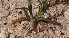 Stillingia linearifolia