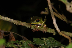 Phyllomedusa tarsius