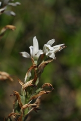 Chloraea multiflora