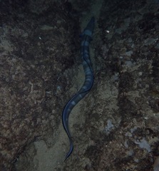 Conger marginatus