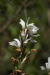 Chloraea multiflora