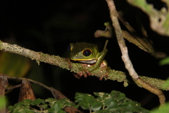 Phyllomedusa tarsius