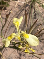 Moraea neglecta