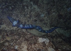 Conger marginatus